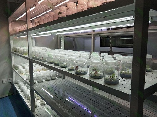 淇县植物组织培养实验室设计建设方案